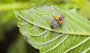 Scary ladybird larva