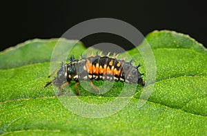 Scary spiny ladybird larva