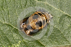 Macro of Ladybird Pupa