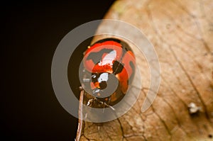 Macro of ladybug on black background