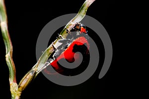Macro of ladybug on black background
