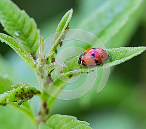 Macro of a ladybug coccinella magnifica on verbena leafs eating aphids