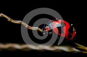 Macro of ladybug on black background