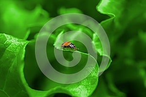 Macro of ladybug on the fresh green leaf