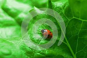 Macro of ladybug on the fresh green leaf