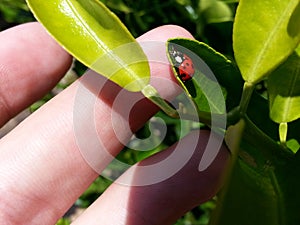 Macro ladybug joaninha folhas leaves green photo