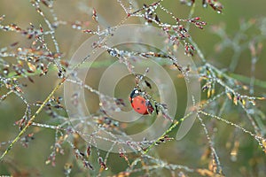 Macro the ladybug sits on a grass