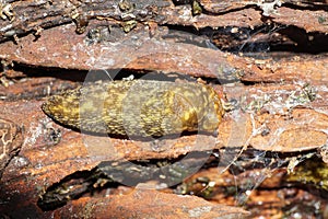 Macro of a large Caucasian mollusk slug Arion ater on a rotten t