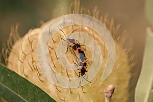 Macro of a large milkweed bugs mating on a cactus