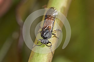 Macro of Large Rose Sawfly Arge pagana on a stem