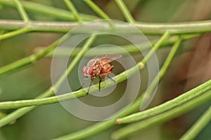 Macro of a Lauxaniid Fly photo