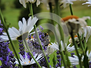 Macro Lawanda flowers