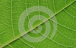 Macro leaf