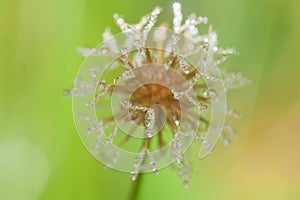 Macro leaf