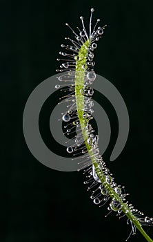 Macro of leaf of a carnivorous sundew plant (Drosera capensis)