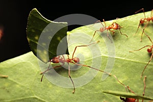 Macro of a leaf cutter ant