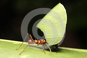 Macro of a leaf cutter ant