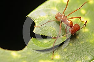 Macro of a leaf cutter ant