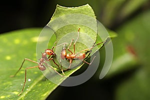 Macro of a leaf cutter ant