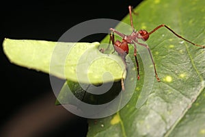 Macro of a leaf cutter ant