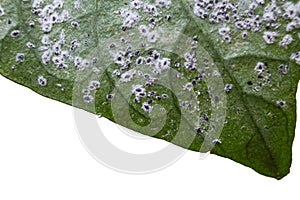 Macro of leaf with insect pest. Insects harming a green leaf isolated on white background.