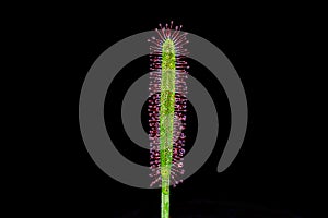 Macro - leaf of Sundew (Drosera) Capensis