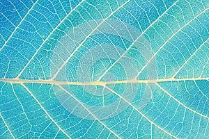 Macro leaf texture. Abstract Nature background. Saturated turquoise color photo