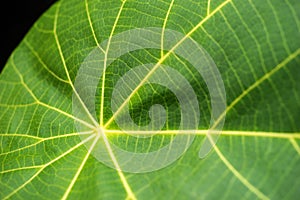 Macro Of A Leaf photo