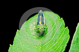 Leafhoppers