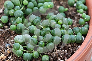 Macro of the leaves on a String of Pearls plant