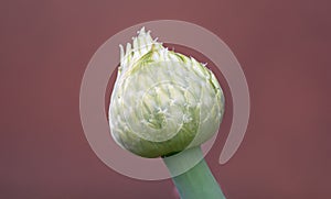 Macro of a Leek flower photo
