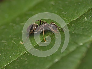 Macro close up of an ant photo taken in the uK