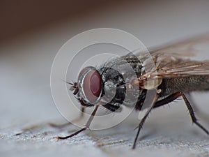 Macro close up detail shot of a common house fly with big red eyes taken in the UK