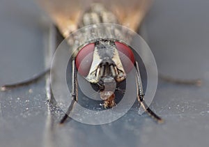 Macro close up detail shot of a common house fly with big red eyes taken in the UK