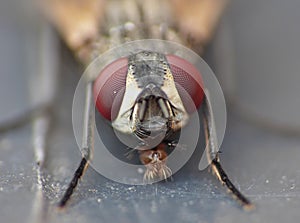 Macro close up detail shot of a common house fly with big red eyes taken in the UK