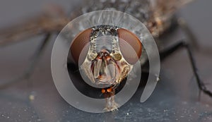 Macro lens close up detail shot of a common house fly with big red eyes taken in the UK