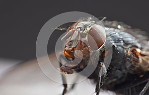 Macro lens close up detail shot of a common house fly with big red eyes taken in the UK