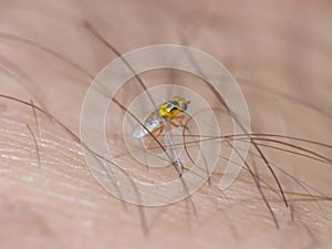 Macro lens close up detailed shot of a tiny yellow fly Thaumatomyia frit flies or grass flies belonging to the family Chloropidae