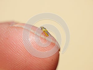 Macro lens close up detailed shot of a tiny yellow fly Thaumatomyia frit flies or grass flies belonging to the family Chloropidae