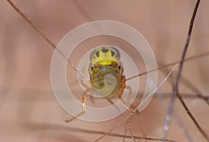 Macro close up detailed shot of a tiny yellow fly Thaumatomyia frit flies or grass flies belonging to the family Chloropidae