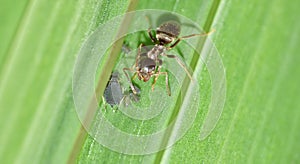 Macro close up shot of ants with aphids working together on a leaf, photo taken in the UK