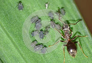 Macro close up shot of ants with aphids working together on a leaf, photo taken in the UK