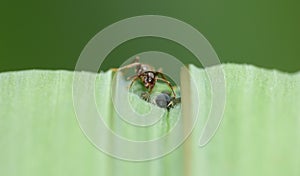 Macro close up shot of ants with aphids working together on a leaf, photo taken in the UK