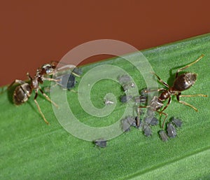 Macro close up shot of ants with aphids working together on a leaf, photo taken in the UK