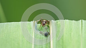 Macro close up shot of ants with aphids working together on a leaf, photo taken in the UK