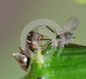 Macro close up shot of ants with aphids working together on a leaf, photo taken in the UK