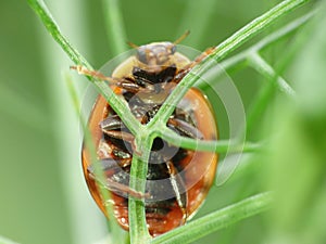 Macro close up shot of a ladybird / ladybug in the garden, photo taken in the UK