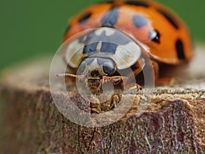 Macro close up shot of a ladybird / ladybug in the garden, photo taken in the UK