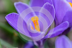Macro lens closeup of a single purple crocus flower