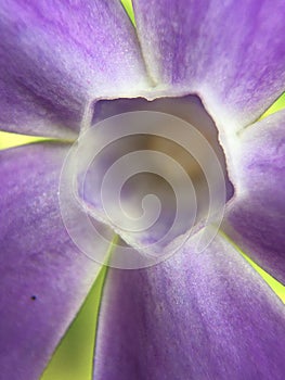 Abstraktní purpurová květina 